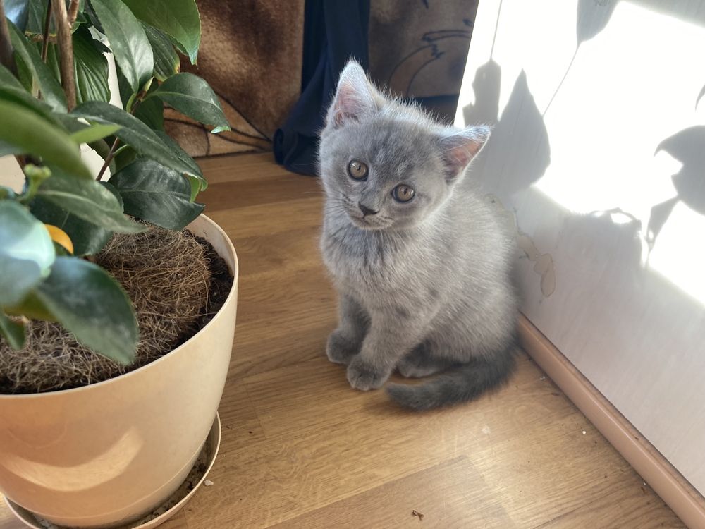 Котета британска късокосместа