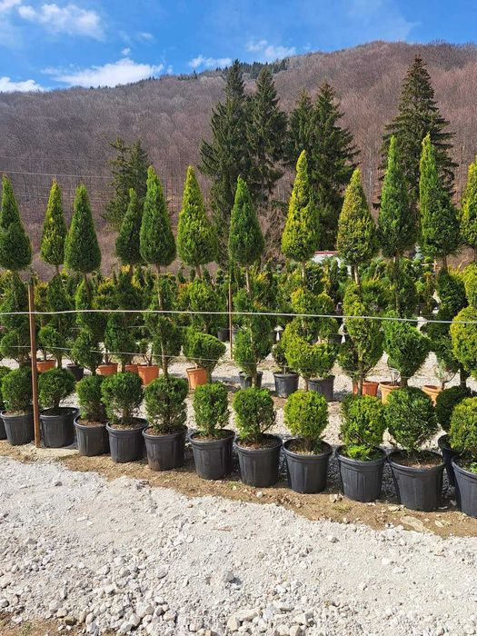 Vând copacii ornamentali