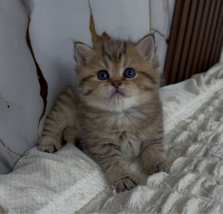 Britanskiy shinshilla