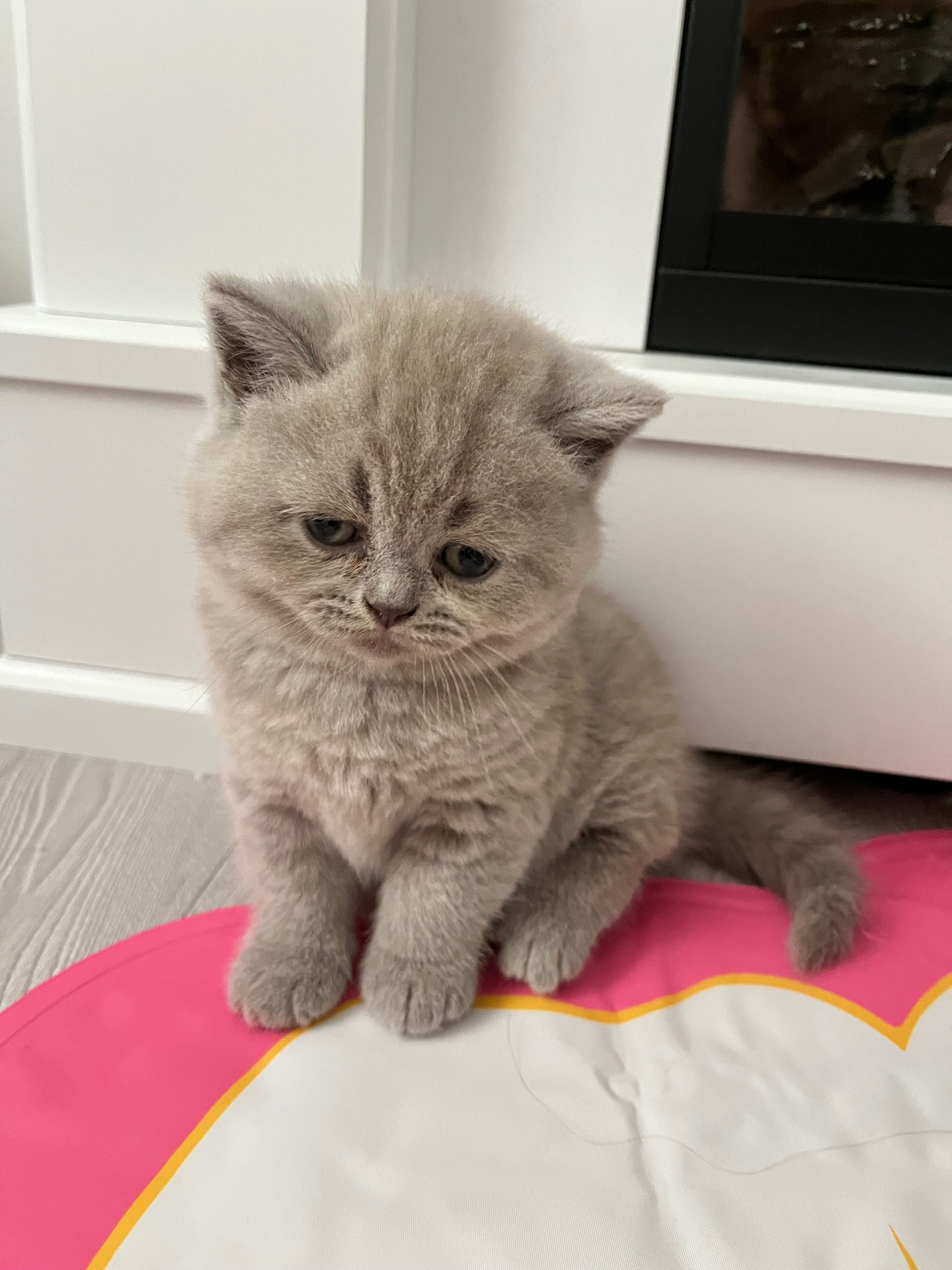 British short hair blue și lilac