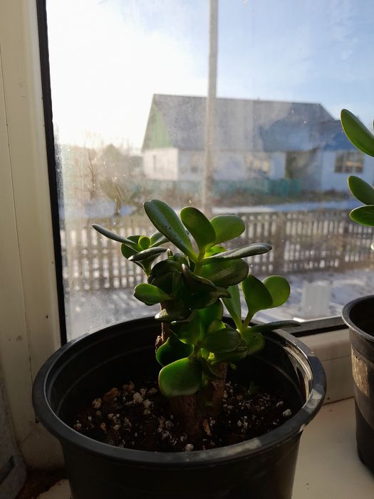 Обменяю толстянку на другое растение