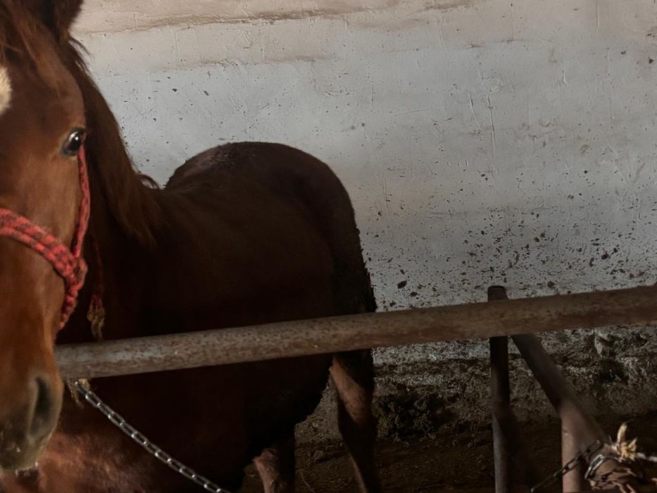 Согым на зиму, отборная конина