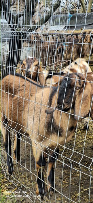 Vand 7 capre si 2 tapi