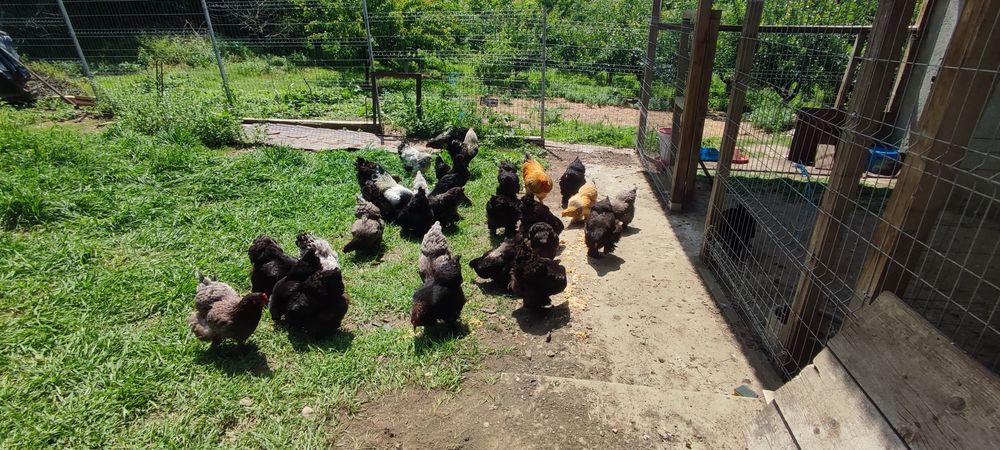 Oua Brahma pt incubat Mihai Viteazu Călărași