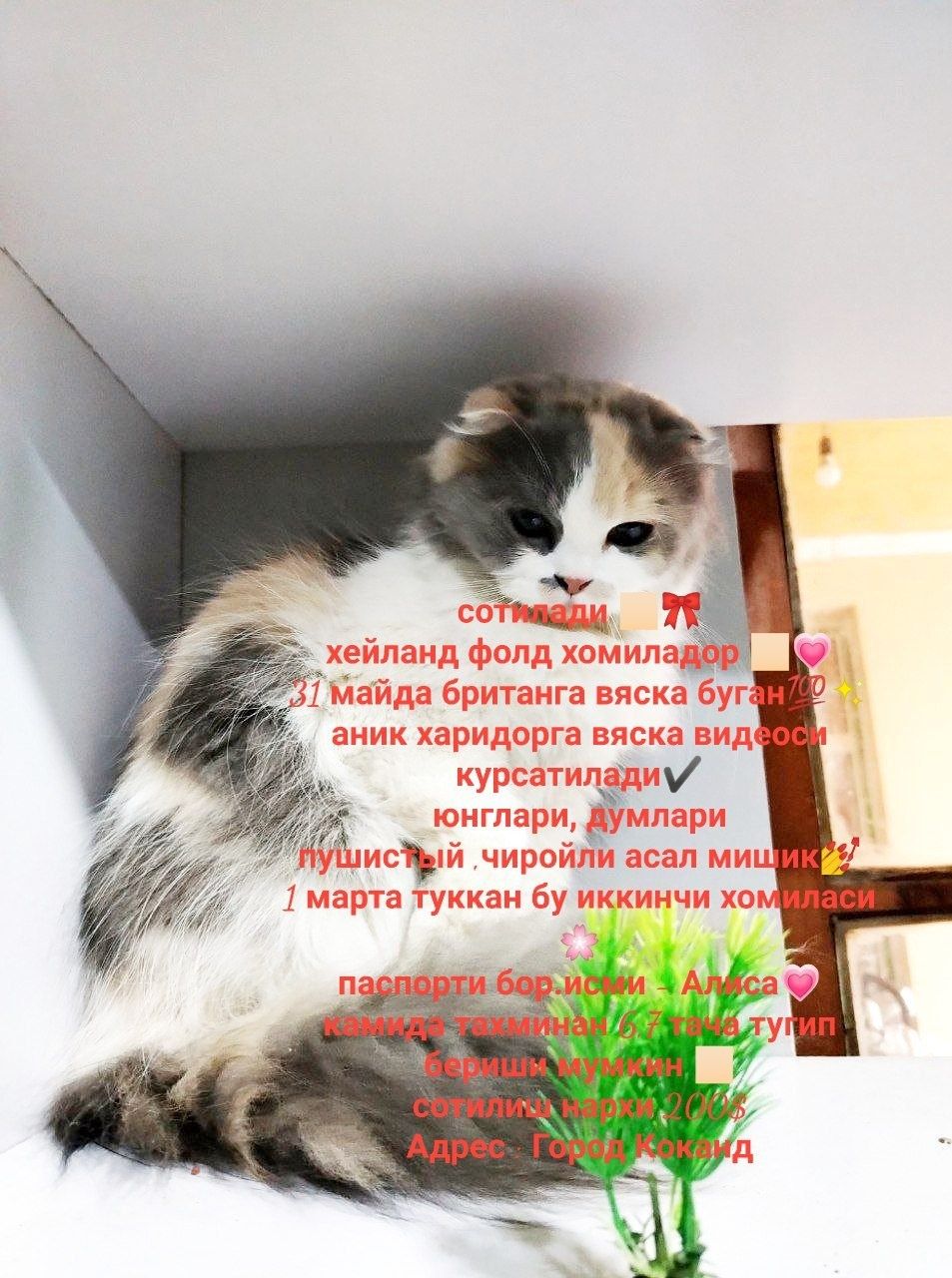 Mushuklar sotiladi