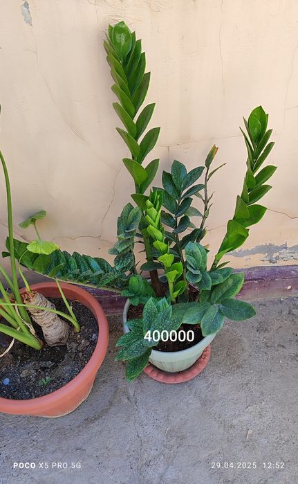 Домашний цветы Замиокалькус Долларовое дерево