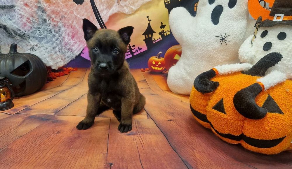 Продавам белгийска овчарка (Malinois)