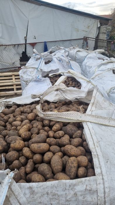 Cartofi consum Arizona