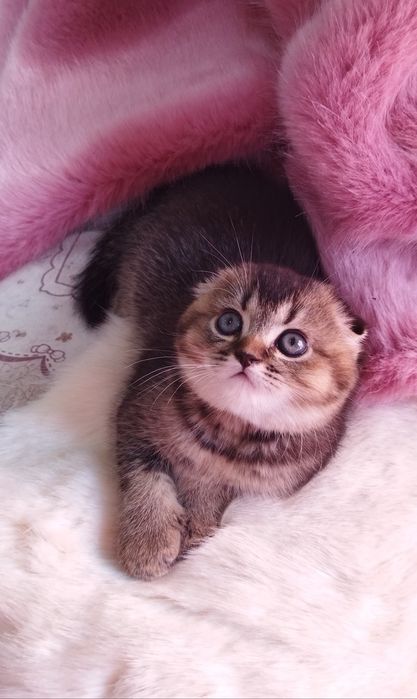 Шотландский котёнок Фолд