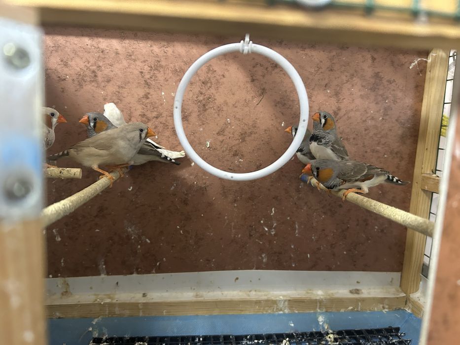 Зеброви амадини