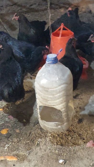 Gigant Jers zotli tovuq tuxumlariga zakaz olamiz