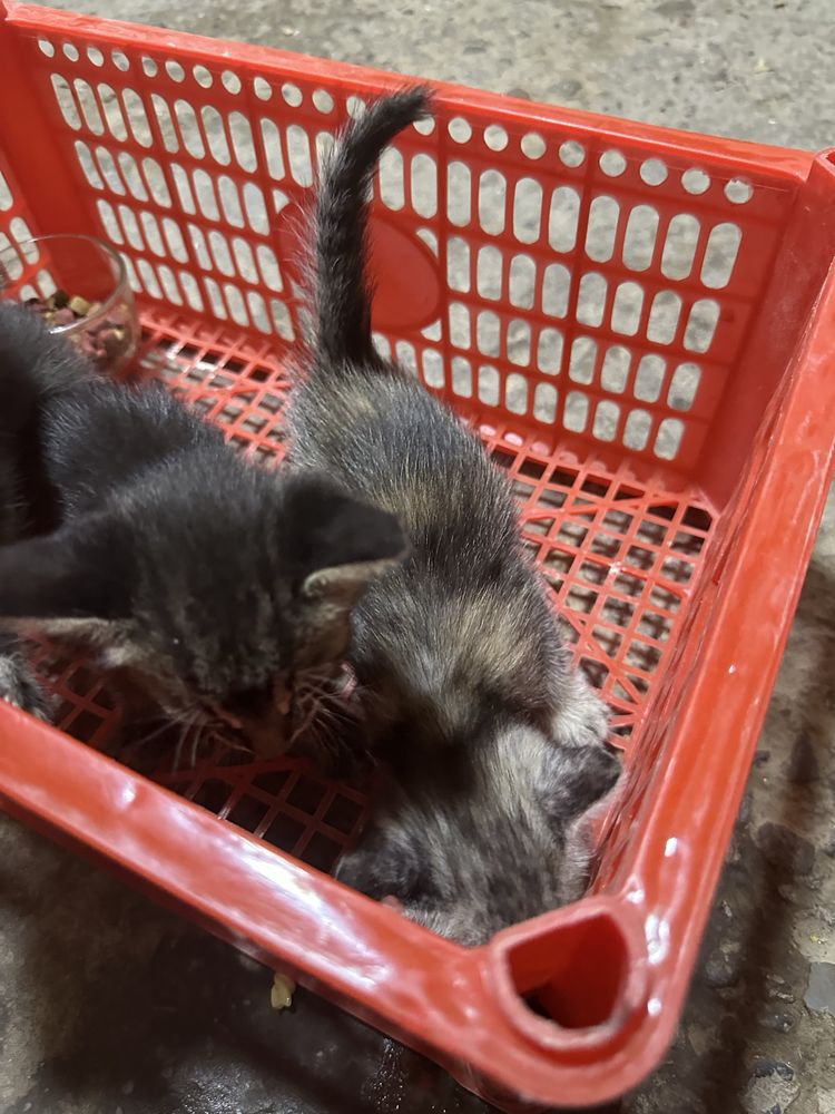 Tekinga beramiz 3 ta Mushukchalar Kokchada manzilimiz Bepul,