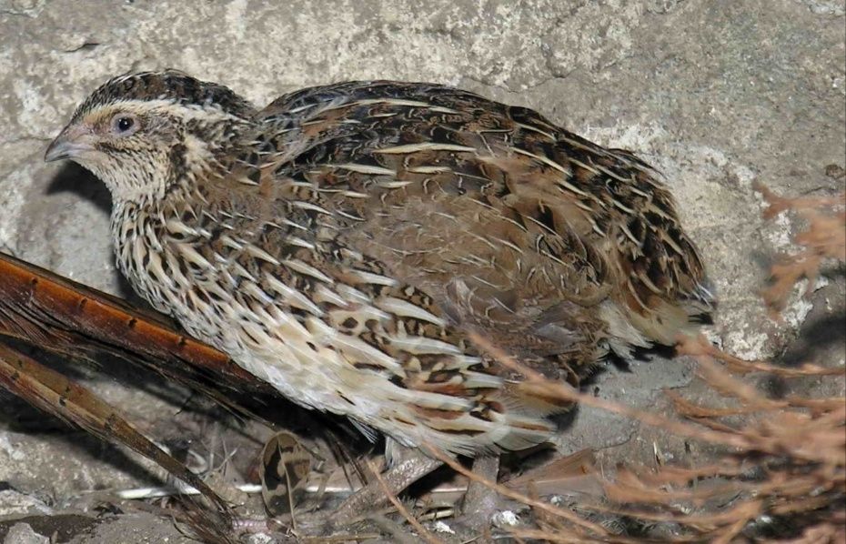 Продам перепелок