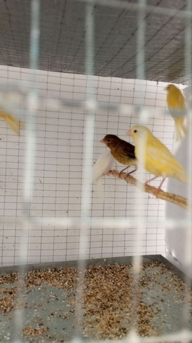 Канарейка ёшлари маладой