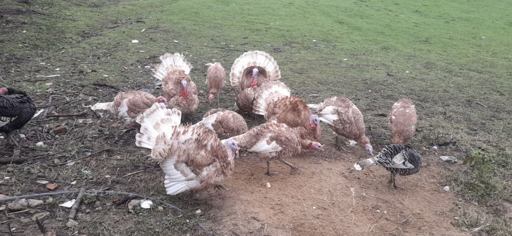 Продавам домашни пуйки