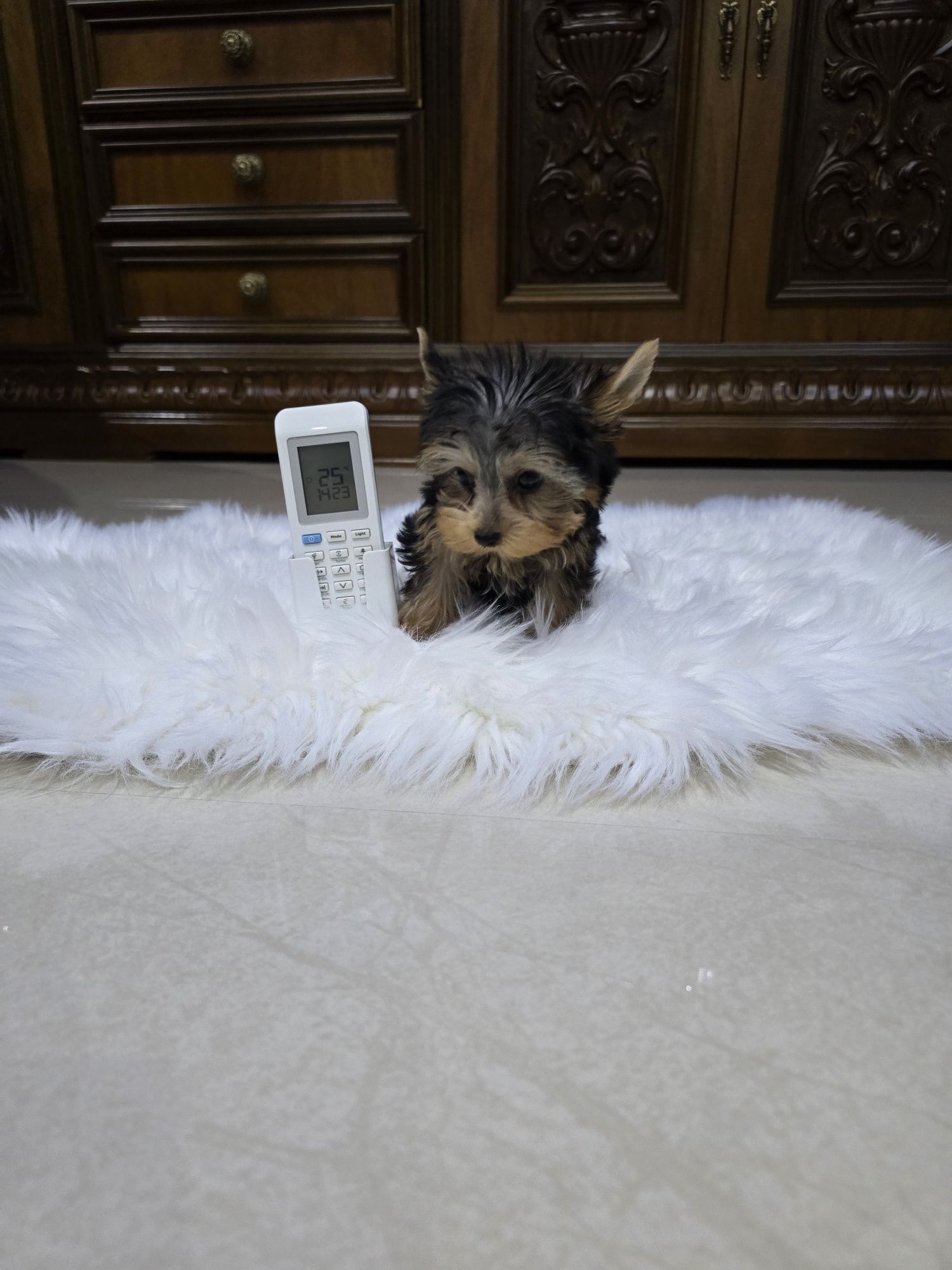 Yorkshire terrier mascul
