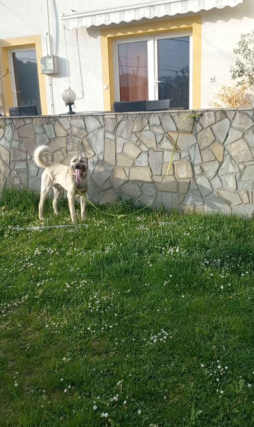 Kangal mascul 1 an și 10 luni