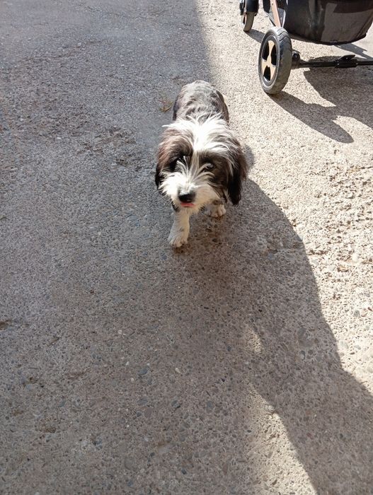 Bichon havanez 2 cățelușe