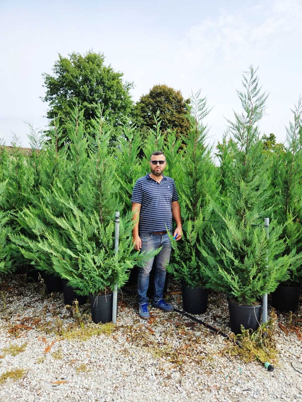 Plantează Cupressocyparis Leylandii și bucură-te de un spațiu verde
