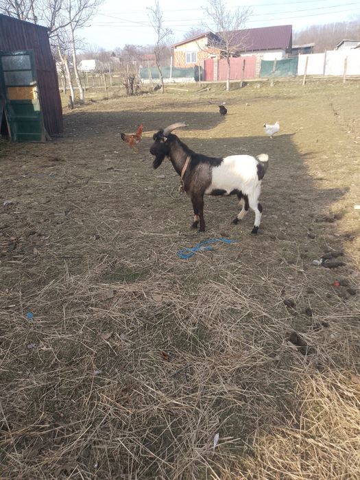 Vând un țap bun de monta