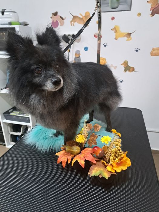 Frizerie coafura canina