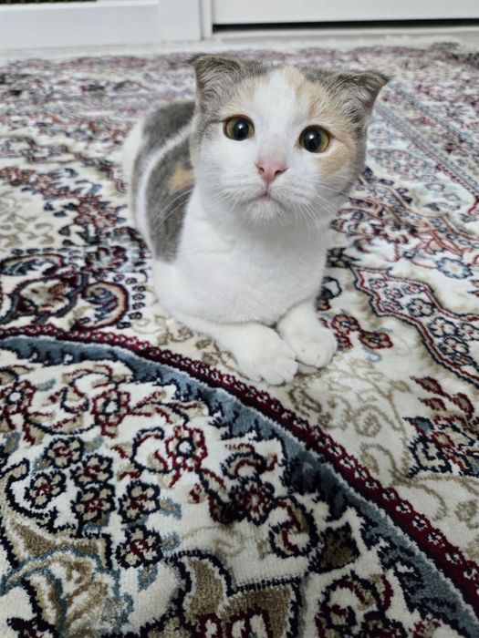 Отдам котёнка (шотландская вислоухая)
Милая и очень ласковая девочка,