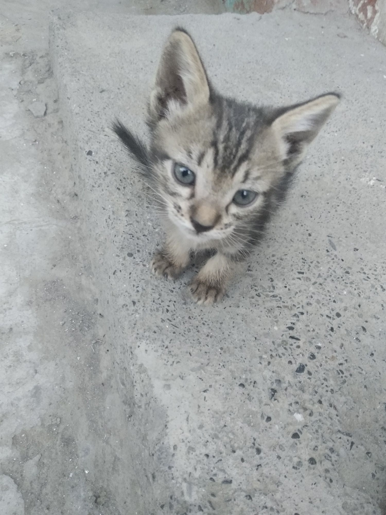 Кошки крошки бесплатно