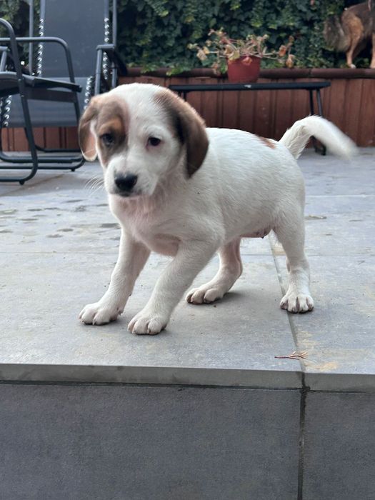 Spre Adoptie, 3 puiuti frumosi