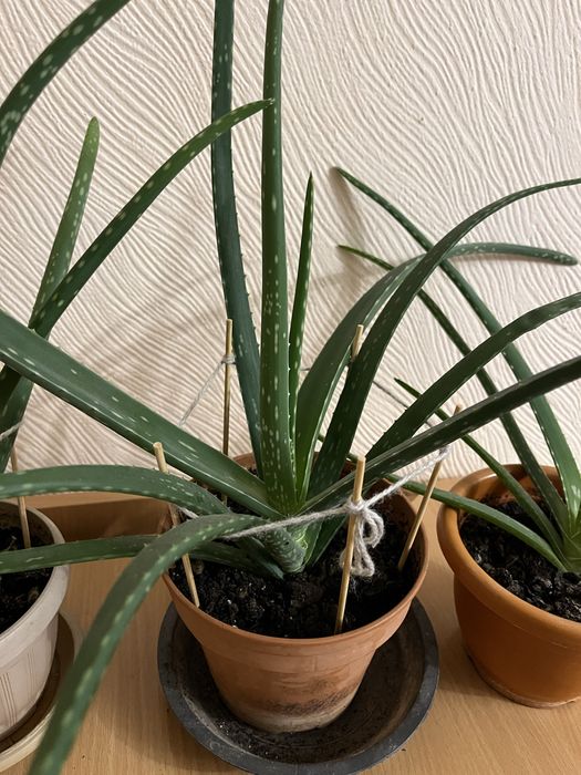 Алое-вера, продам