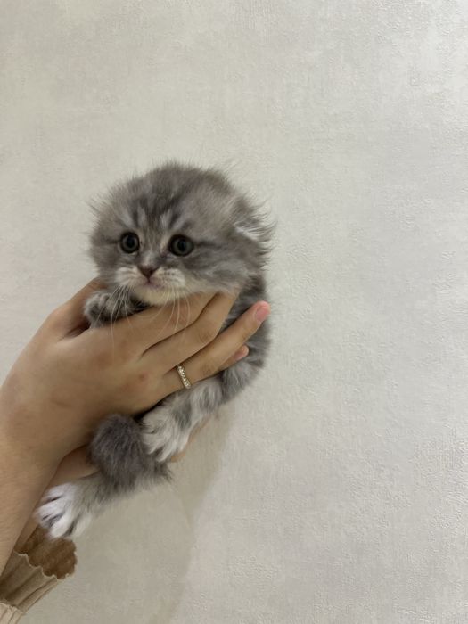 Mushuk bolasi haylnd