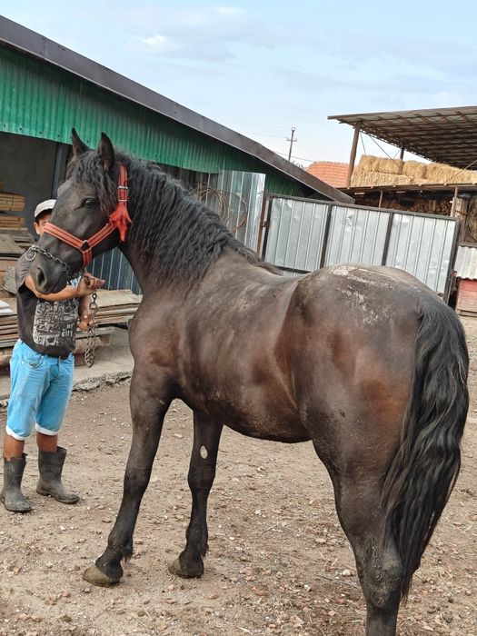 Vând mânză de 1 an