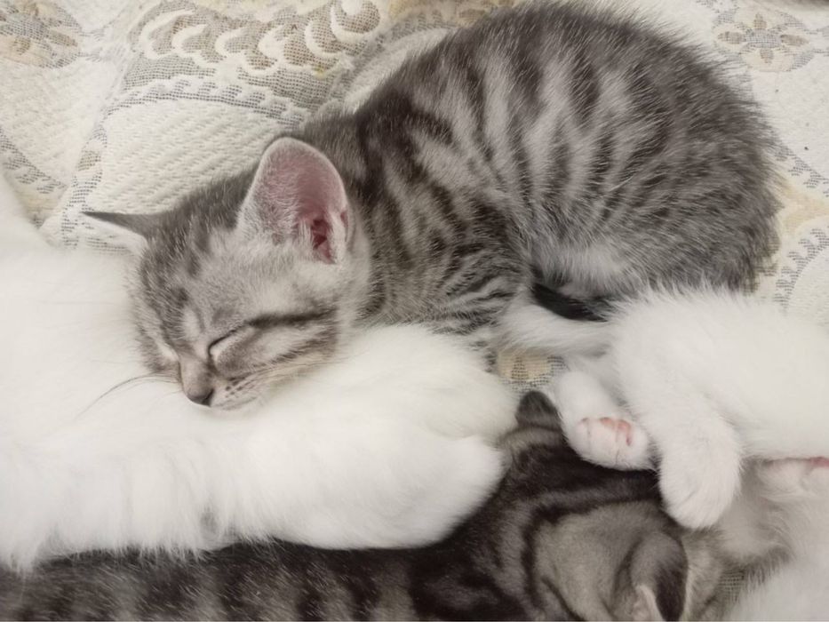 Продаётся. Пожалуйста ознакомтесь с информации.