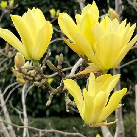 Pomi magnoliu 2 buc