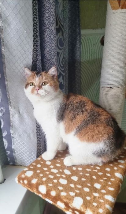 Скотиш страйт девочка.