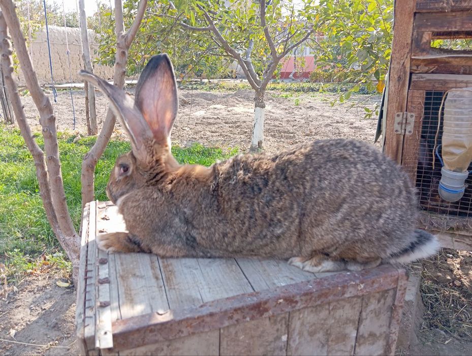 Flander zotli sog'lom quyon sotiladi.