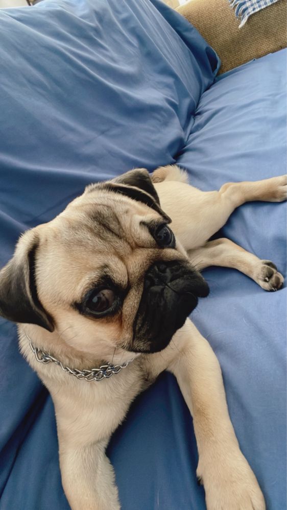 Vand caine pug (mops)