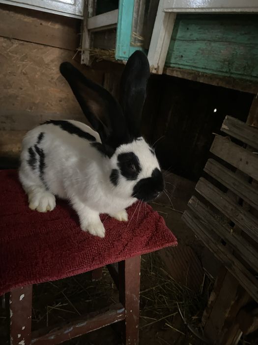 Pui fluture in varsta de 6 luni