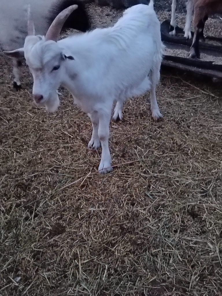 Vând țap sau schimb cu cereale