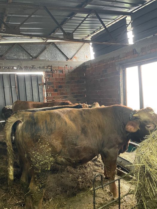 Продавам месодайни телета мъжки