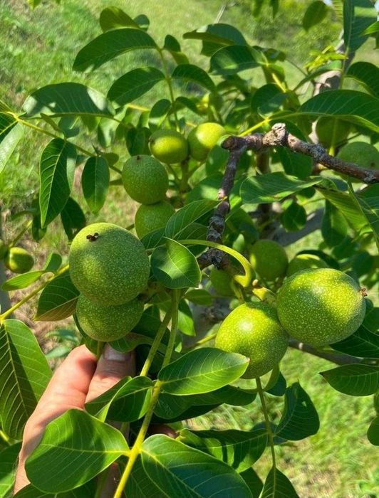 Livada de nuci ecologică