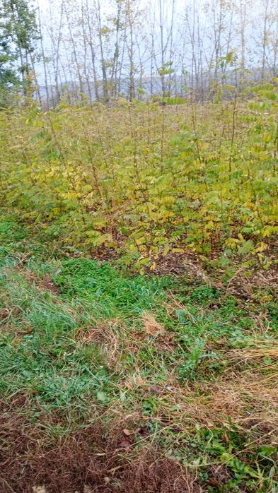 Puieți salcâm frasin fag carpen ulm plop mesteacăn brad molid Tei arin