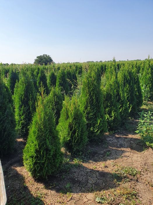 Tuia de pepeniera aclimatizate