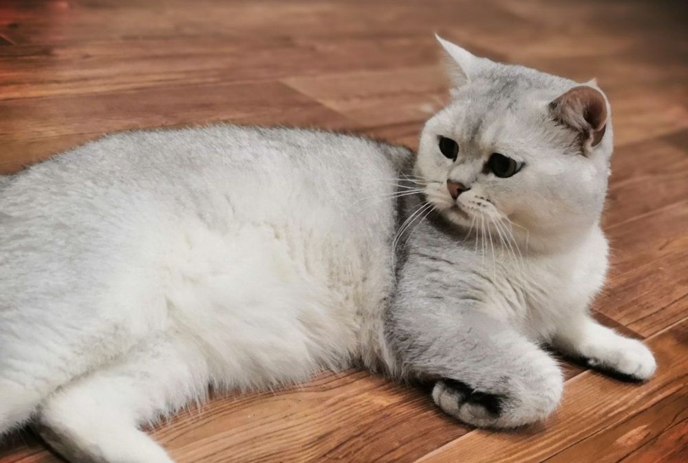 Шотландский жених, серебристая шиншила, опытный, ждет невест!