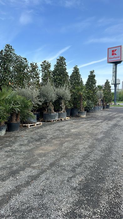 Tuia brazi catalpa artari tei mesteacan maslini pom-pom spirale bosai