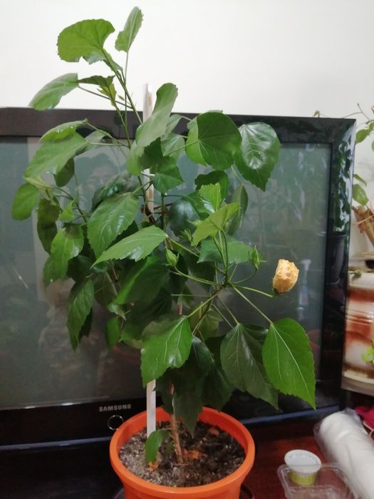 Vând trandafiri roșii roz și galben