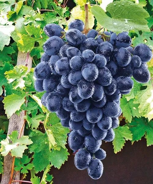 Vita de vie nobila altoita de vin neagra( 19 soiuri )i