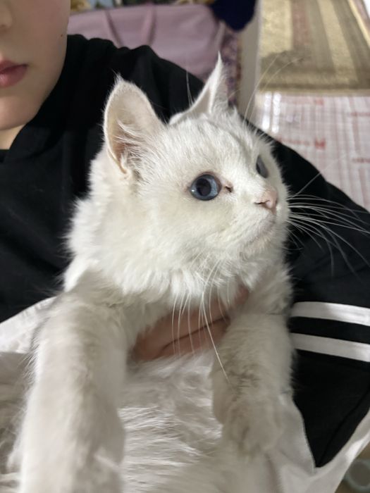 12 13 oyli qiz bola scotish strayt sotiladi aqili tuggan