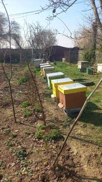 De vânzare familii de albine