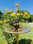 Yorkshire terrier cu pedigree