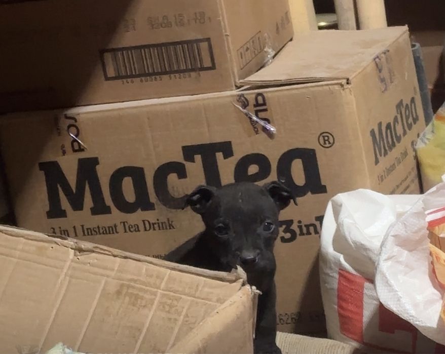 Питбул сатлпды!!